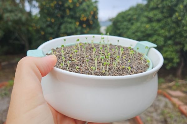 Beneficios de los Germinados: Un Tesoro Nutricional